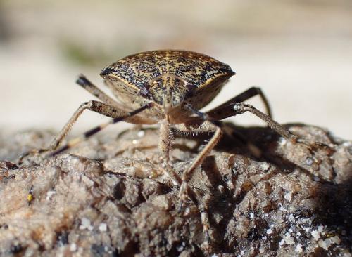 Rhaphigaster nebulosa